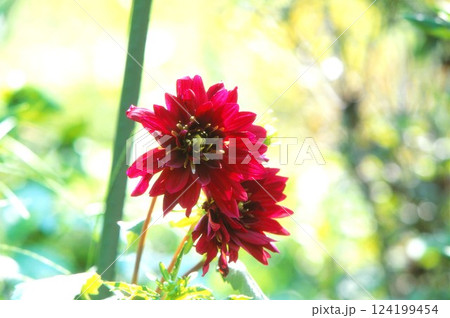 赤いダリア 赤いダリア 124199454