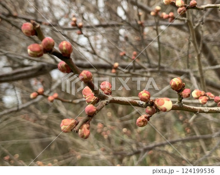 赤いつぼみ 124199536