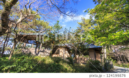 葉山しおさい公園の早春 124199876