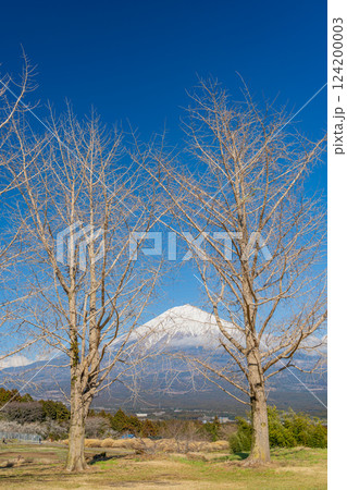 【静岡県】葉を落としたイチョウ越しに富士山 124200003
