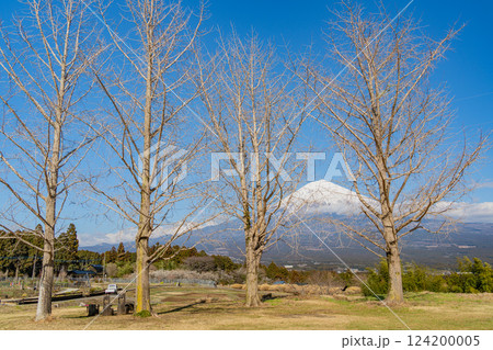 【静岡県】葉を落としたイチョウ越しに富士山 124200005