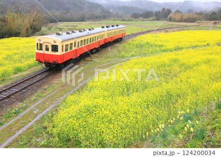 小湊鐵道「雨の日の石神菜の花畑と列車」 124200034