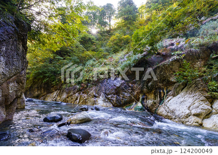 紅葉の白山白川郷ホワイトロード・姥ヶ滝周辺の自然 124200049
