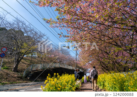【神奈川県】三浦海岸の河津桜並木 124200088
