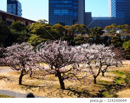 開花期を迎えた旧芝離宮恩賜庭園の梅林 124200094