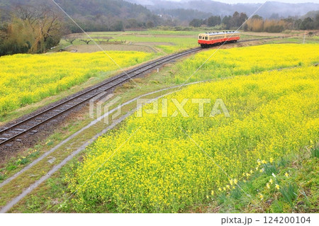 小湊鐵道「雨の日の石神菜の花畑と列車」 小湊鐵道「雨の日の石神菜の花畑と列車」 124200104