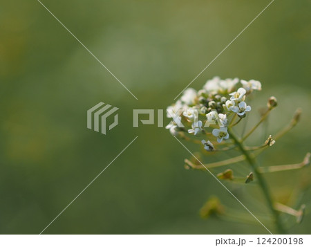 白いナズナ 124200198