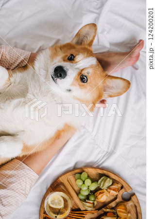 Corgi relaxing in a cozy home while enjoying snacks and a comfortable cuddle session 124200201