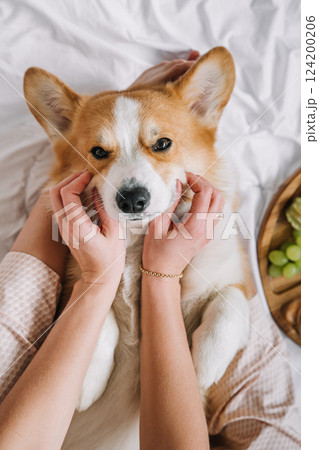 Cuddly corgi enjoys gentle care and affection from its owner at home in a cozy setting Cuddly corgi enjoys gentle care and affection from its owner at home in a cozy setting 124200206