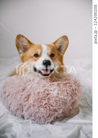 Happy corgi resting on a fluffy pink pillow in a cozy indoor setting 124200208