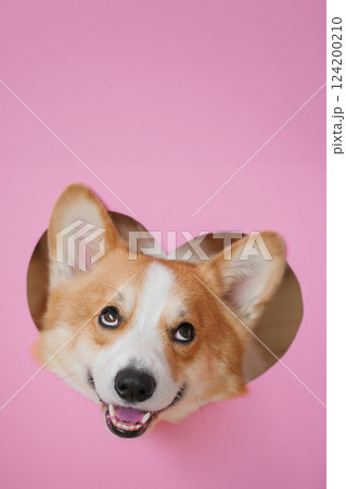 Cute corgi peeking through a heart-shaped cutout on a pink background 124200210