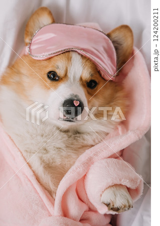 Stylish corgi relaxing in a pink robe with a sleep mask indoors at home Stylish corgi relaxing in a pink robe with a sleep mask indoors at home 124200211