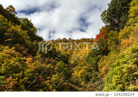 紅葉の白山白川郷ホワイトロード 紅葉の白山白川郷ホワイトロード 124200224