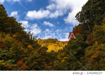 紅葉の白山白川郷ホワイトロード 紅葉の白山白川郷ホワイトロード 124200227