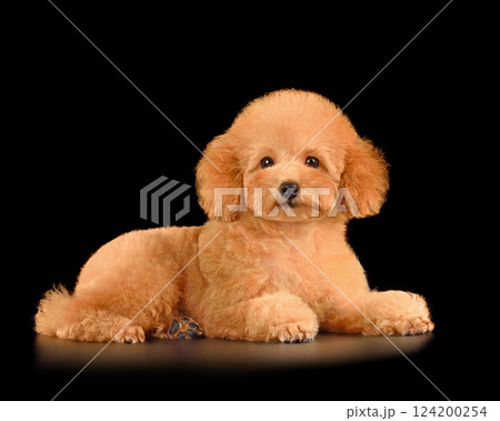 Little puppy of cute poodle 124200254
