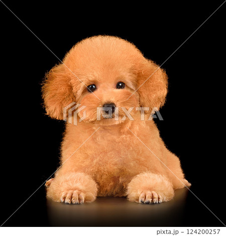 Funny puppy of red toy poodle Funny puppy of red toy poodle 124200257
