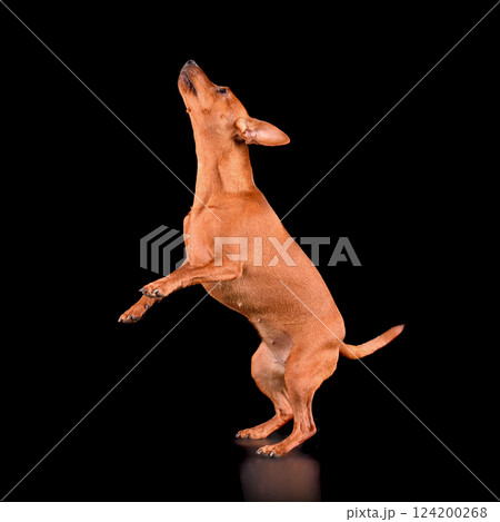 Studio shot of jumping up Miniature Pinscher 124200268