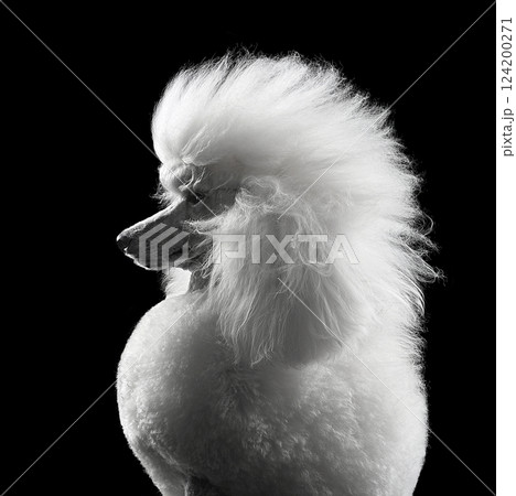 Portrait of beautiful white standard poodle Portrait of beautiful white standard poodle 124200271