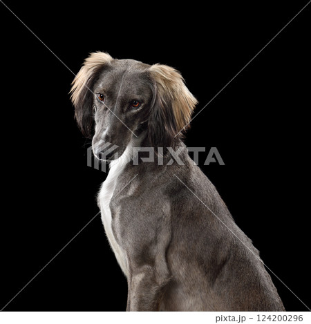 Portrait of hunting borzoi dog Portrait of hunting borzoi dog 124200296
