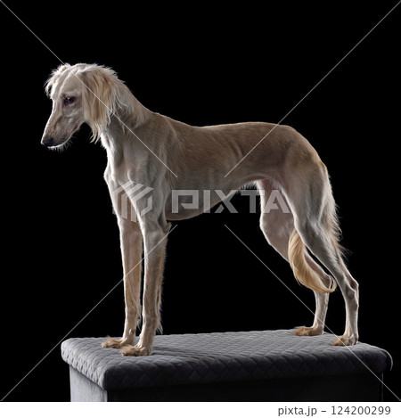 Hunting borzoi dog 124200299