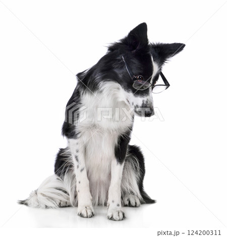Border collie wearing glasses Border collie wearing glasses 124200311