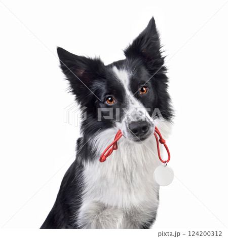 Border collie wuth address card Border collie wuth address card 124200312