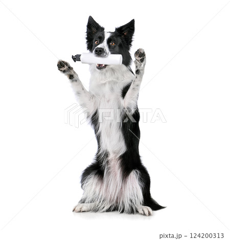 Dog holding plastic bottle 124200313