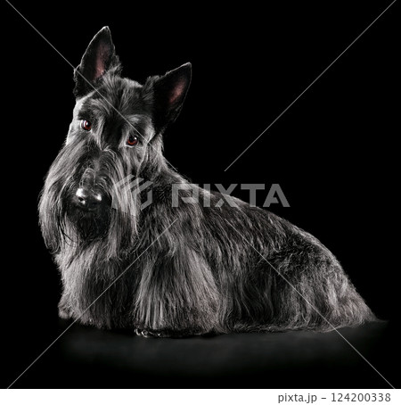 Beautiful black Scotch terrier sitting on black backgroun Beautiful black Scotch terrier sitting on black backgroun 124200338