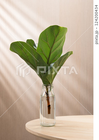 Fiddle Fig cutting in a glass vase, bringing nature indoors. Fiddle Fig cutting in a glass vase, bringing nature indoors. 124200434