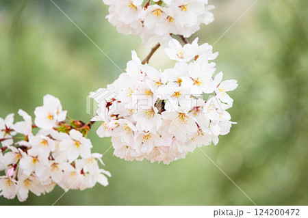 ふんわりとした雰囲気の中穏やかに咲く桜の花 ふんわりとした雰囲気の中穏やかに咲く桜の花 124200472