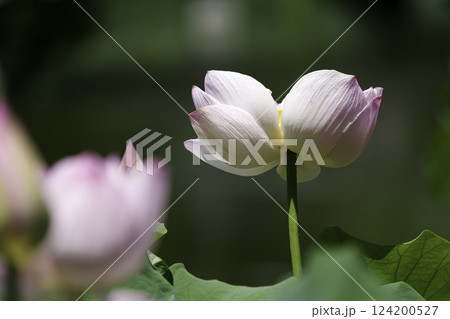 花はす公園 124200527