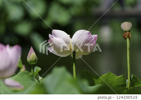 花はす公園 124200528