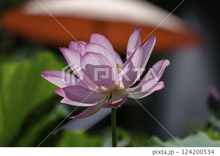 花はす公園 124200534