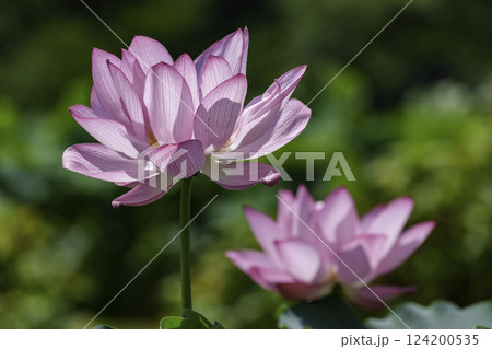 花はす公園 124200535