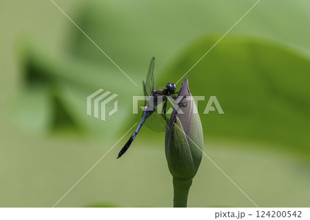 花はす公園 花はす公園 124200542