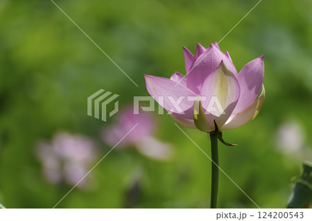 花はす公園 花はす公園 124200543