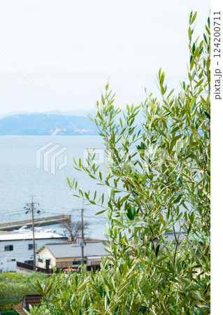 穏やかな小豆島オリーブ公園のオリーブの木 124200711