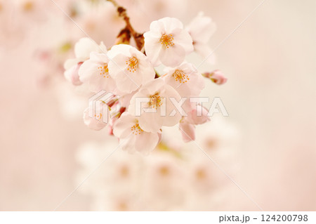 満開の桜の花をクローズアップ 満開の桜の花をクローズアップ 124200798