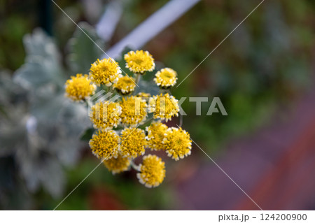 イソギクの黄色い花 124200900