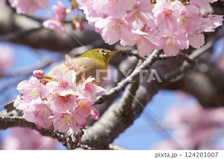 河津桜の蜜を吸うメジロ 河津桜の蜜を吸うメジロ 124201007