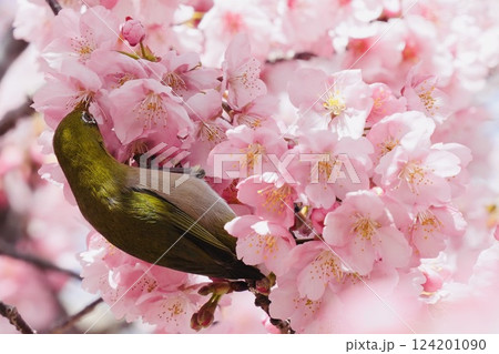 河津桜の蜜を吸うメジロ 河津桜の蜜を吸うメジロ 124201090