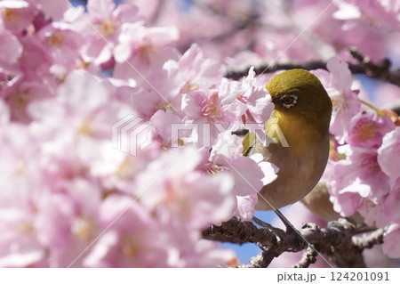 河津桜の蜜を吸うメジロ 河津桜の蜜を吸うメジロ 124201091