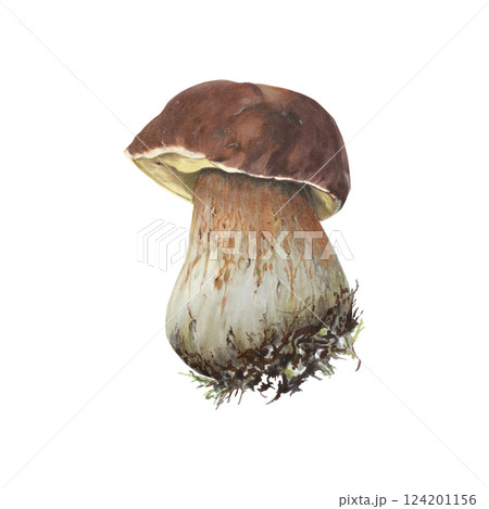 Hand-drawn forest edible mushroom with brown hat. Realistic markers and watercolor illustration isolated on white background Hand-drawn forest edible mushroom with brown hat. Realistic markers and watercolor illustration isolated on white background 124201156