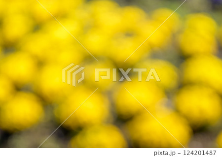 黄色 花 花畑 一面 単色 春 背景素材 124201487