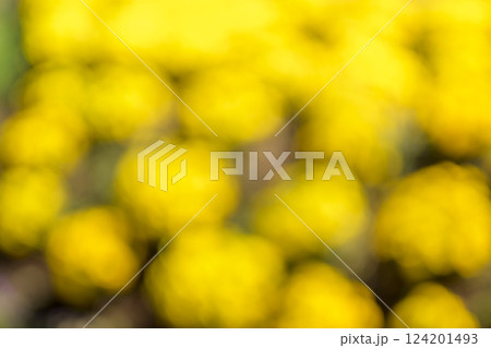 黄色 花 花畑 一面 単色 春 背景素材 124201493