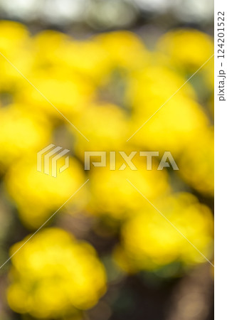 黄色 花 花畑 一面 単色 春 背景素材 黄色 花 花畑 一面 単色 春 背景素材 124201522