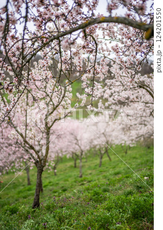 Blooming branches covered flowers, Prague in spring time. Flowering apple park Petrin in sun light. High quality photo Blooming branches covered flowers, Prague in spring time. Flowering apple park Petrin in sun light. High quality photo 124201550