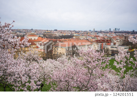 Blooming branches covered flowers, picturesque cityscape Prague in spring time. Flowering apple park Petrin in sun light. High quality photo Blooming branches covered flowers, picturesque cityscape Prague in spring time. Flowering apple park Petrin in sun light. High quality photo 124201551