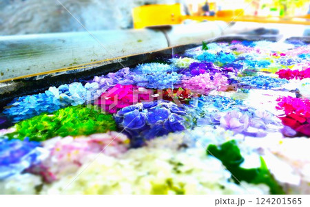 水に浮かぶカラフルな紫陽花 水に浮かぶカラフルな紫陽花 124201565