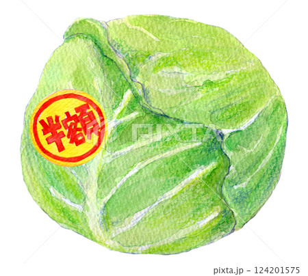 水彩イラスト　半額シールが貼られたキャベツ 124201575